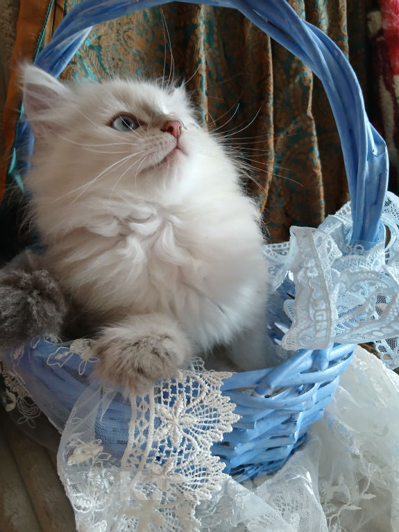 Кошки в Москве: Клубный котенок Мальчик, Бесплатно - фото 3