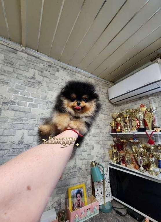 Собаки в Москве: Мини девочка померанского шпица Девочка, Бесплатно - фото 2