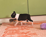 Собаки в Москве: Щенок бостон терьера Девочка, 75 руб. - фото 1