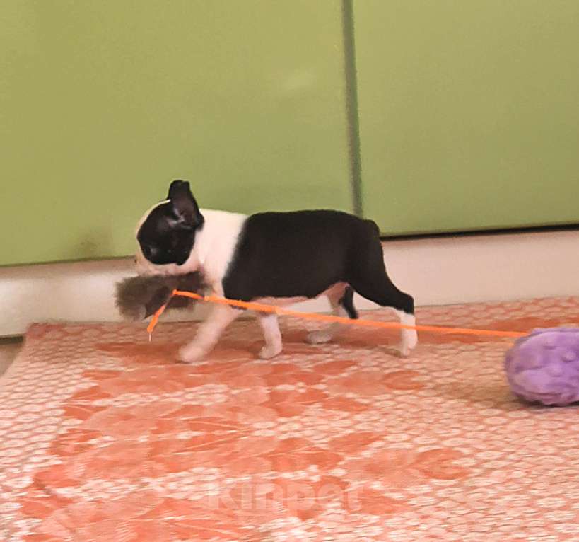 Собаки в Москве: Щенок бостон терьера Девочка, 75 руб. - фото 1