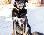 Собаки в Солнечногорске: Спокойный, уравновешенный песик в добрые руки. 2 года. Мальчик, Бесплатно - фото 3