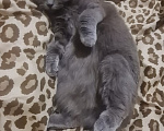 Кошки в Москве: В добрые руки Девочка, Бесплатно - фото 2