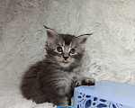 Кошки в Ярославле: Котёнок Поли-кун Девочка, 80 000 руб. - фото 2