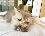 Кошки в Москве: Юная британская кошка Плюша в добрые руки Девочка, Бесплатно - фото 8