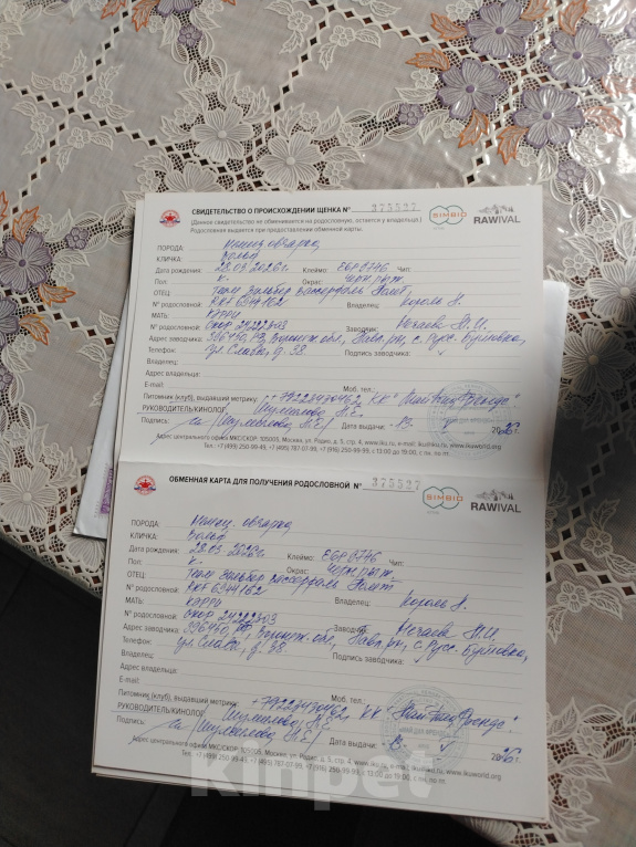 Собаки в других городах Воронежской области: Щенок немецкой овчарки Мальчик, 70 000 руб. - фото 3