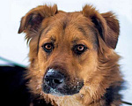 Собаки в Москве: Ваш самый верный друг, молодой пес Хьюго в добрые руки Мальчик, 10 руб. - фото 3