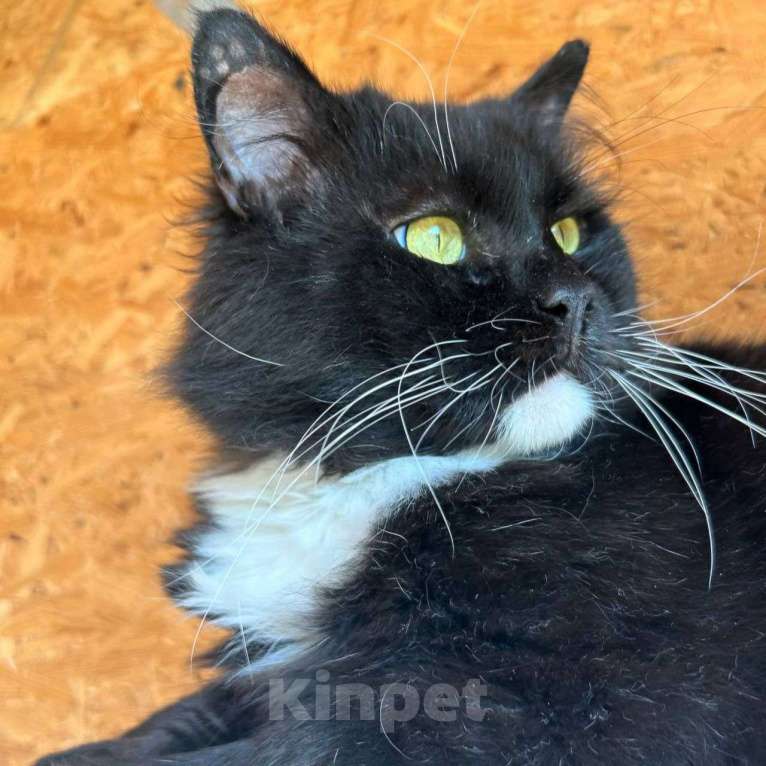 Кошки в Москве: Метис мейн-куна по имени Кефир ищет свою семью! Мальчик, Бесплатно - фото 4