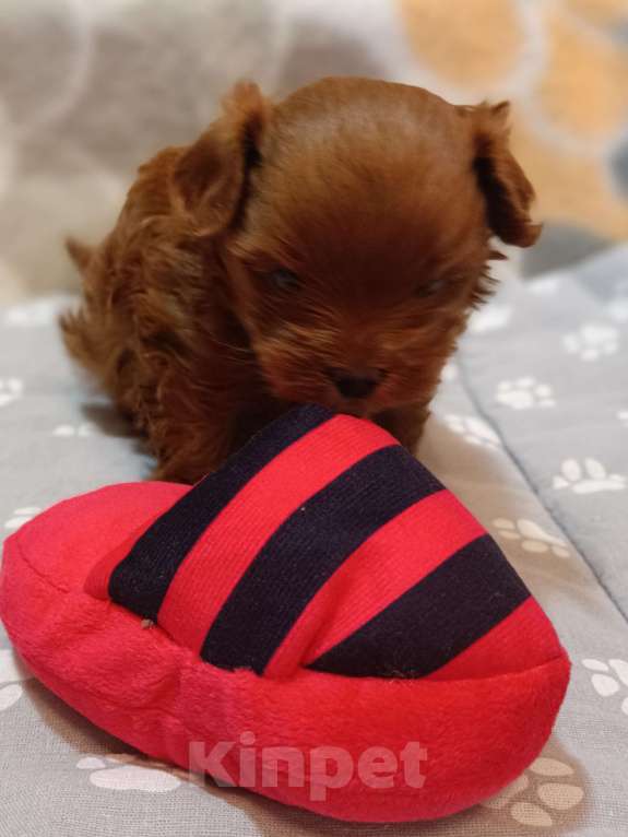 Собаки в Москве: Мальчик-игрушка Мальчик, 200 000 руб. - фото 3