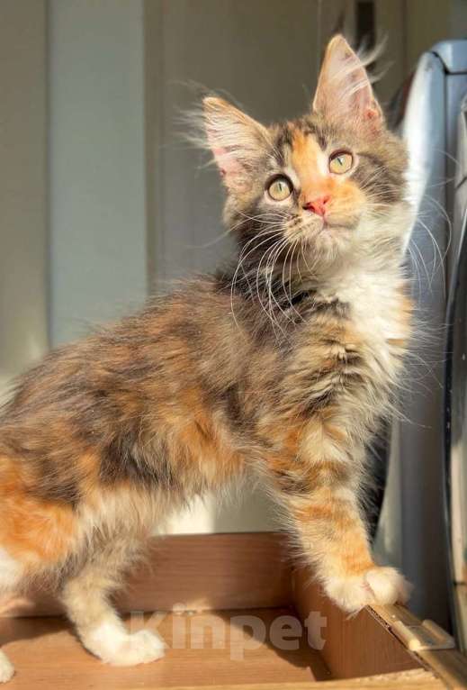 Кошки в других городах Ленинградской области: Яркое солнышко Девочка, Бесплатно - фото 3