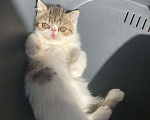 Кошки в Бердске: Три котика экзотика готовы к переезду Мальчик, 10 000 руб. - фото 5