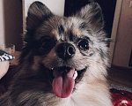 Собаки в Череповце: ВЯЗКА, 3 000 руб. - фото 3