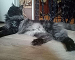 Кошки в Батайске: Котята Мейн Куна., 8 000 руб. - фото 6