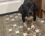 Собаки в Краснодаре: Продам щенка Мальчик, 25 000 руб. - фото 3