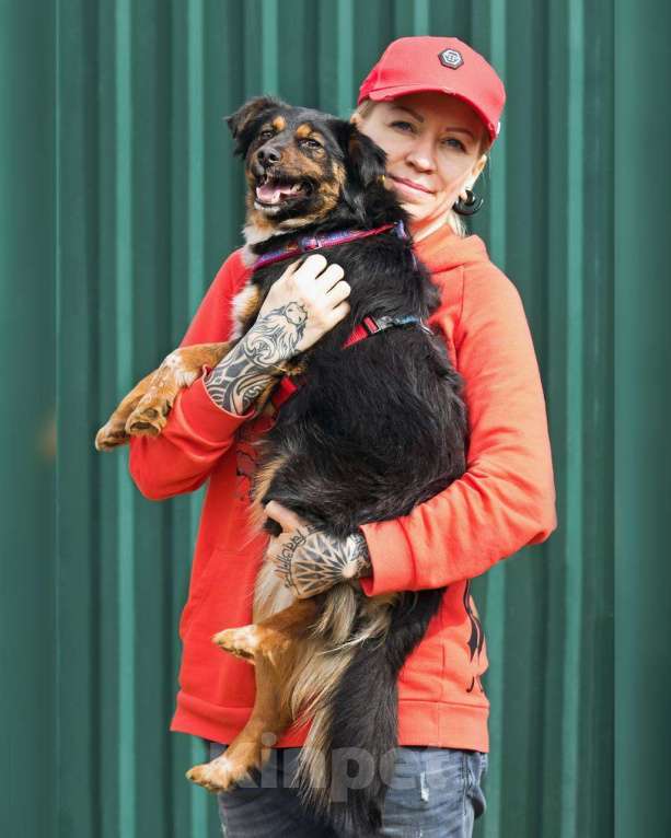 Собаки в других городах Московской области: Юная небольшая Марли ищет дом Девочка, Бесплатно - фото 10