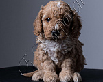 Собаки в Москве: Щенки пуделя Мальчик, 60 000 руб. - фото 2