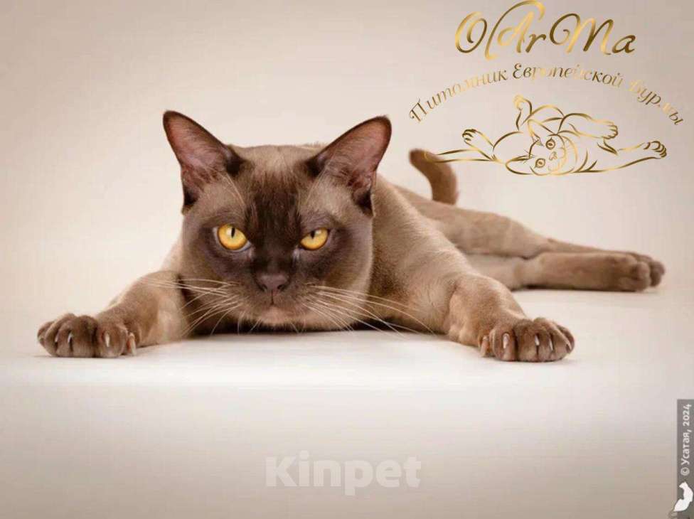 Кошки в Москве: Король Питомника Бурма Мальчик, 19 999 руб. - фото 3
