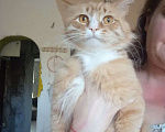 Кошки в Ярославле: Котик рыжий Мальчик, 1 руб. - фото 3