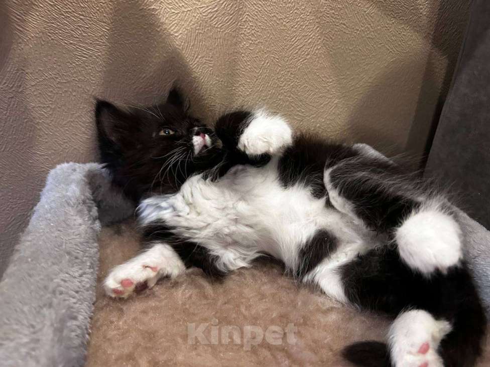Кошки в Домодедово: Очаровательные котята Девочка, Бесплатно - фото 1