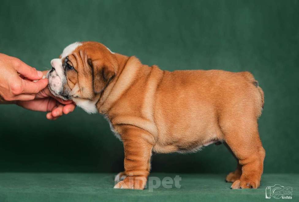 Собаки в Обнинске: Щенки английского бульдога Мальчик, 80 000 руб. - фото 2