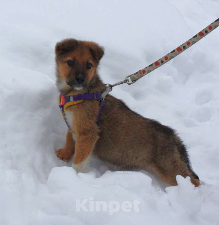 Собаки в Москве: Маленькому щенульке Оскару очень нужны дом и семья Мальчик, Бесплатно - фото 2