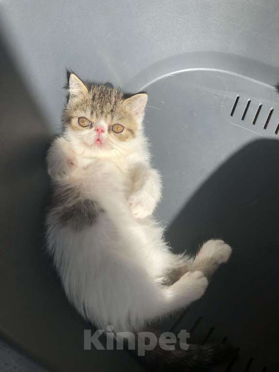 Кошки в Бердске: Три котика экзотика готовы к переезду Мальчик, 10 000 руб. - фото 5