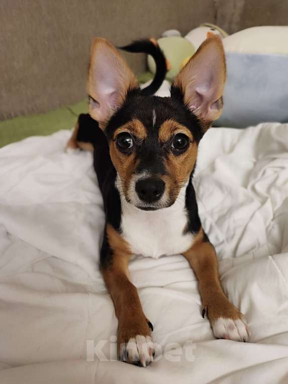 Собаки в Люберцах: Отдаем собачку в добрые руки Девочка, Бесплатно - фото 1