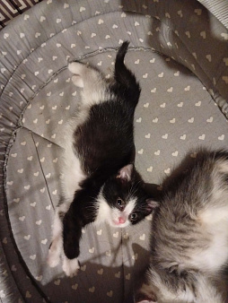 Котенок