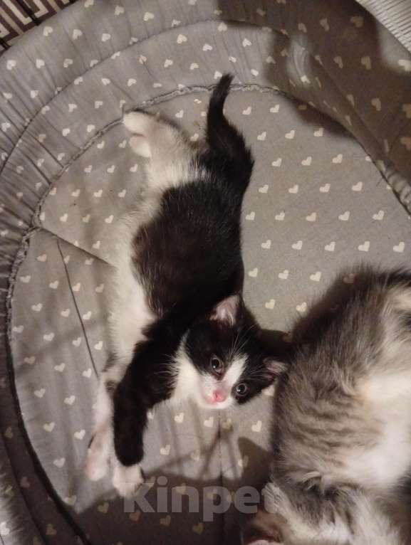 Кошки в Казани: Котенок Девочка, Бесплатно - фото 1