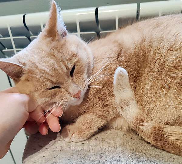 Кошки в Москве: Ищет дом кот Персик — ласковый, спокойный, домашний Мальчик, 10 руб. - фото 7