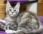 Кошки в Чайковском: Мейн Кун котенок Девочка, Бесплатно - фото 6