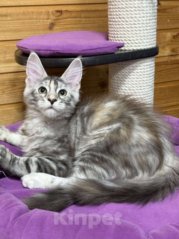 Кошки в Чайковском: Мейн Кун котенок Девочка, Бесплатно - фото 6