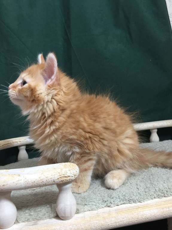 Кошки в Санкт-Петербурге: Сибирский котёнок Мальчик, 45 000 руб. - фото 4