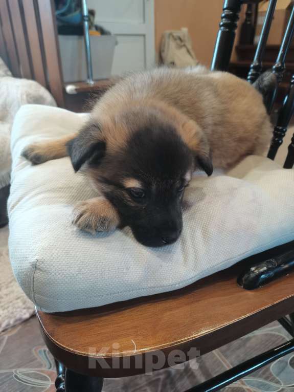 Собаки в других городах Тульской области: Отдам щенка в добрые руки Девочка, Бесплатно - фото 2