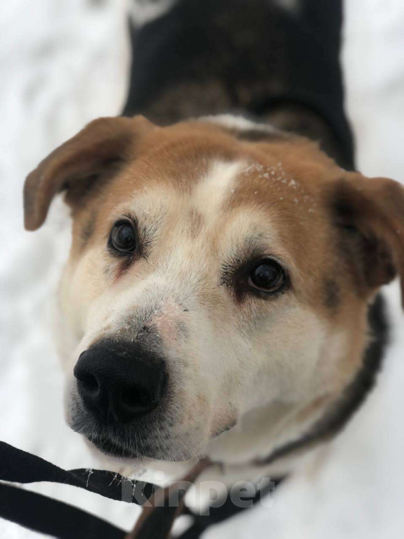 Собаки в Москве: Очаровательный бывшедомашний Варяг заждался свою семью Мальчик, Бесплатно - фото 3