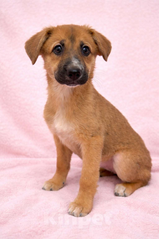 Собаки в Москве: Минди щенок девочка ищет дом Девочка, Бесплатно - фото 5