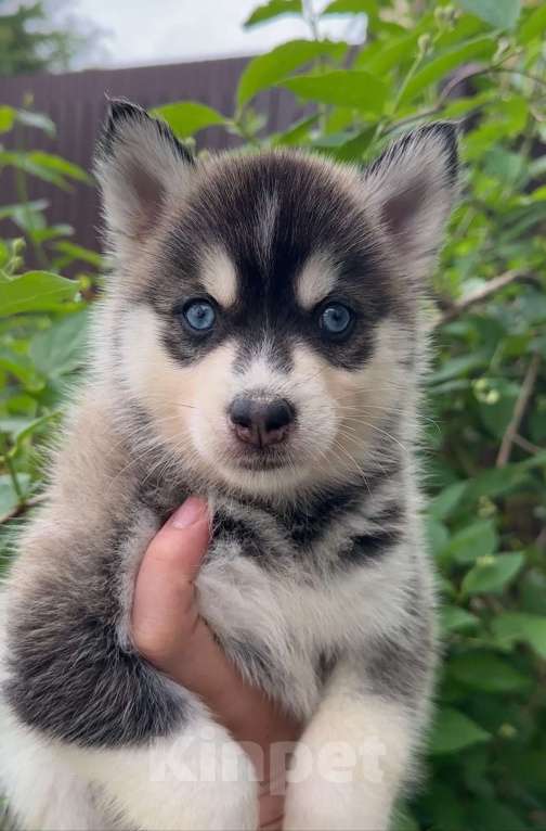 Собаки в Москве: Щенок помски Девочка, 100 000 руб. - фото 3