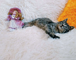 Кошки в Санкт-Петербурге: Ручной пушистик 2 месяца в надежные "лапы". Девочка, 200 руб. - фото 5