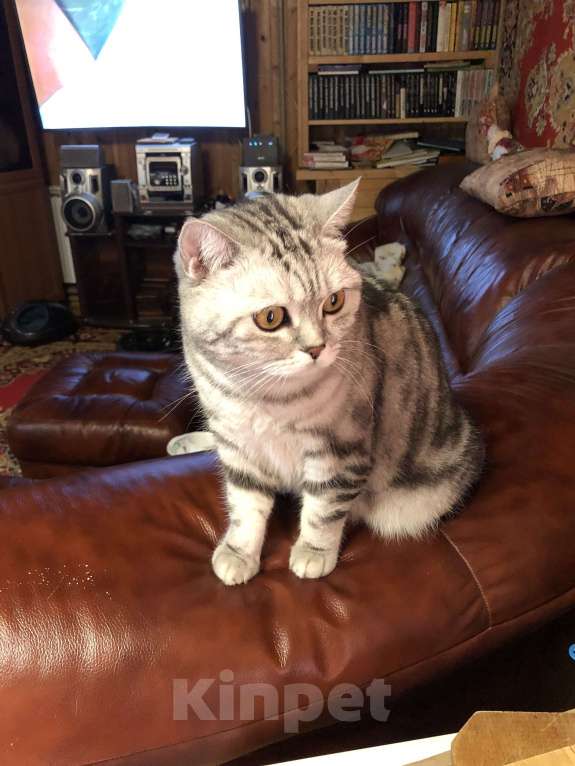 Кошки в Москве: Мия Девочка, Бесплатно - фото 6