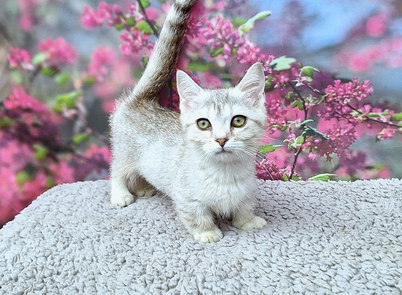 Кошки в Новосибирске: Манчкин кошечка, 2 мес. Девочка, 45 000 руб. - фото 2