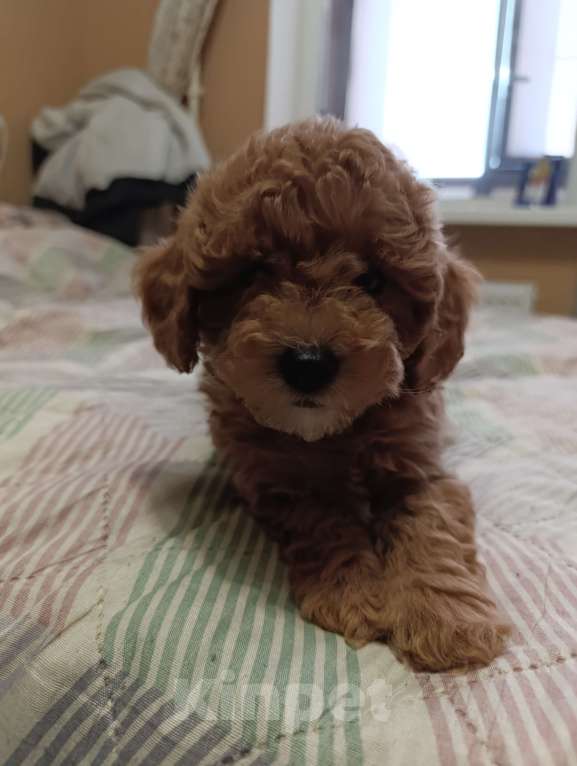 Собаки в Мурином: Мальтипу Девочка, 80 000 руб. - фото 1