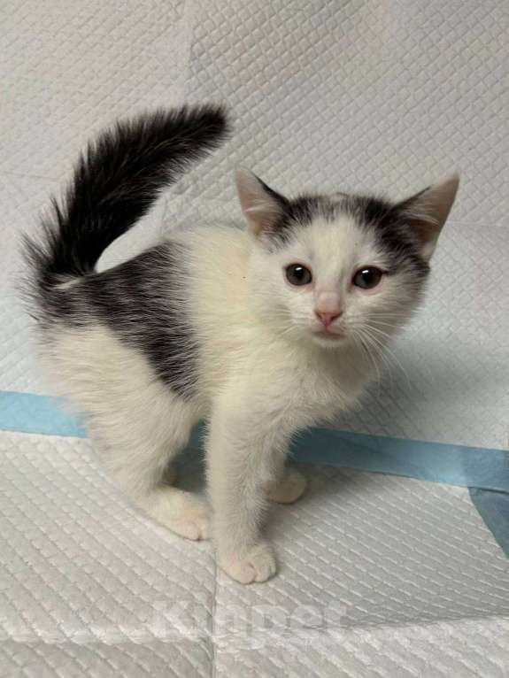 Кошки в Санкт-Петербурге: Малыш 2 мес все умеет ручной Мальчик, 100 руб. - фото 6