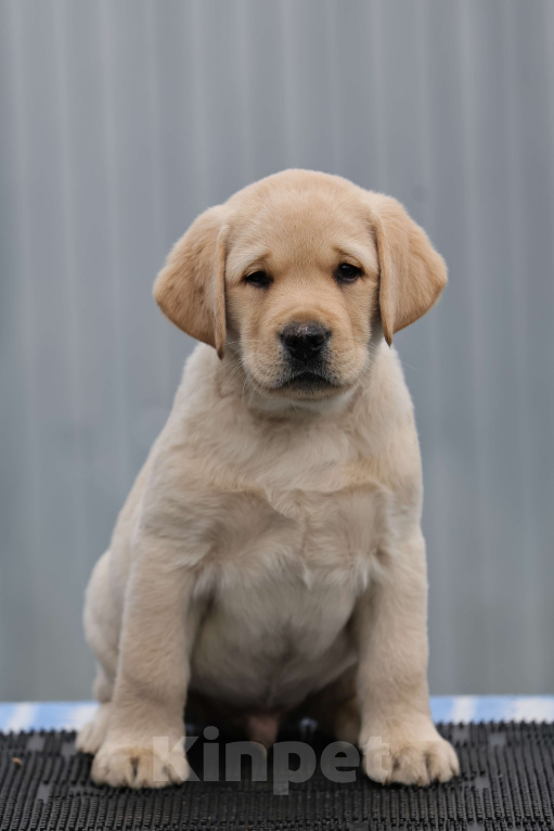 Собаки в Калуге: Палевый мальчик лабрадора высокого качества из питомника РКФ/FCI Мальчик, Бесплатно - фото 1