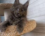 Кошки в Екатеринбурге: Котята мейн кун ласковые гиганты Мальчик, 35 000 руб. - фото 5