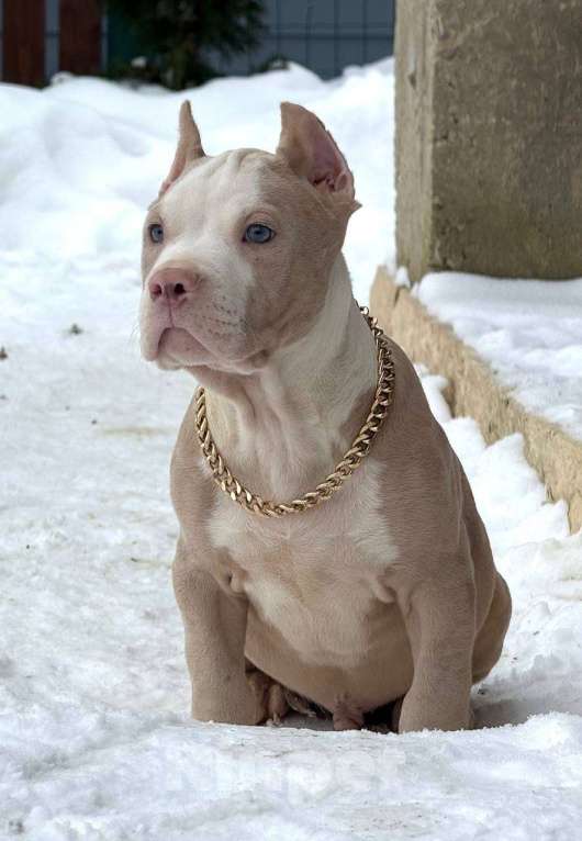 Собаки в других городах Московской области: Американский булли мальчик хл Мальчик, 100 000 руб. - фото 2