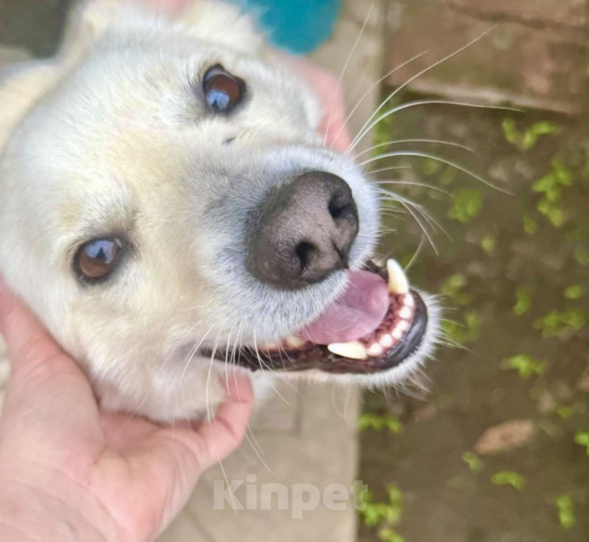 Собаки в Ростове-на-Дону: Бельчонок ищет дом и семью  Мальчик, Бесплатно - фото 5