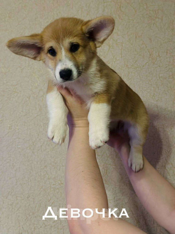 Собаки в Перми: Щенки Вельш-корги-пемброк Разнополые, 50 000 руб. - фото 4