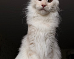 Кошки в Краснодаре: Котята Мейн-кун Разнополые, 30 000 руб. - фото 4