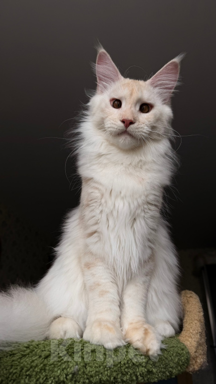 Кошки в Краснодаре: Котята Мейн-кун Разнополые, 30 000 руб. - фото 4