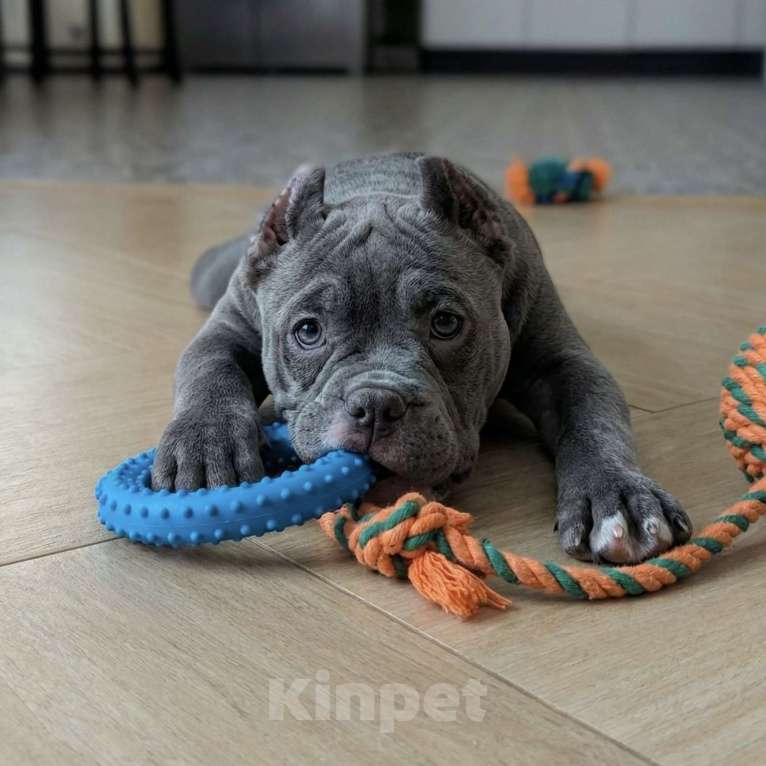 Собаки в Москве: Американский Булли Девочка, 70 000 руб. - фото 1