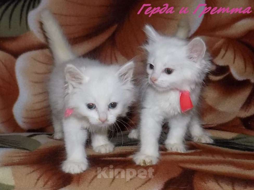 Кошки в Москве: Котята турецкой ангоры Мальчик, 10 000 руб. - фото 2